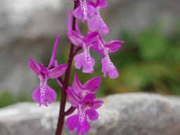 Orchis_anatolica_Mont_Attavyros